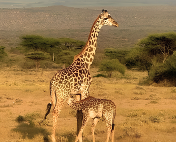 Mother giraffe feeding her young